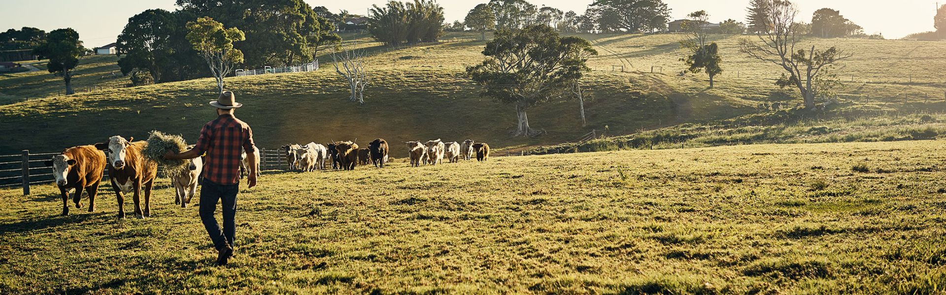 Un homme avec un troupeau de vaches dans un pré